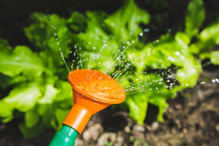 watering, watering can, plant